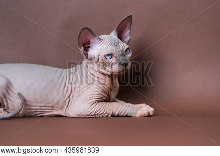 Canadian Sphynx Cat Of Blue Mink And White Color With Blue Eyes Lies On Brown Background. Cute Hairl