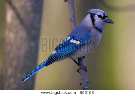 Blue Jay