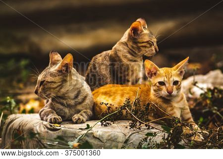 Cat Family Lies In The Middle Of The Forest. Family Group Of Four Fluffy Beautiful Kitten With Mothe