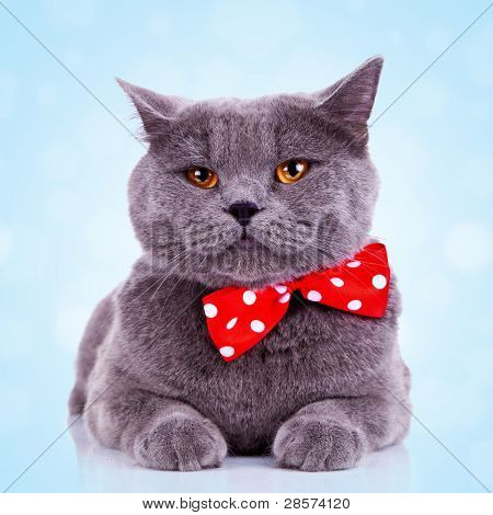 bored big english cat with red bibbon at its neck on blue background