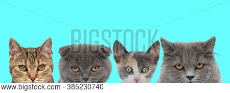 two metis cats are standing between a Scottish Fold cat and a British Longhiar cat, looking at camera on blue background