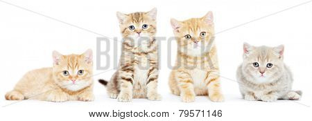 set of four british shorthair kitten cat on white background