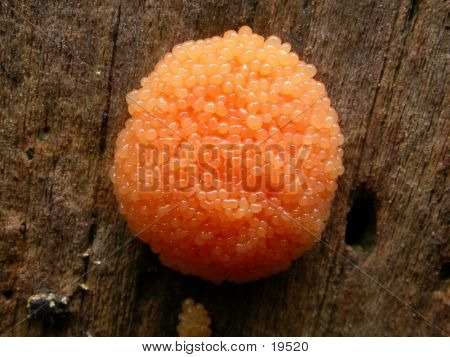 Orange Slime Mold 02