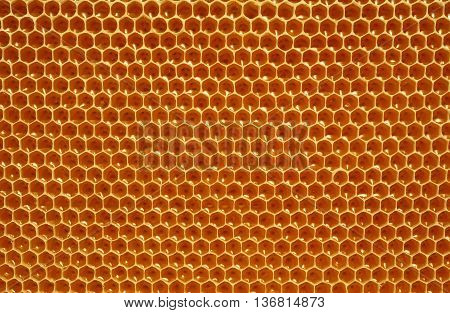 fresh honey in cells. Close up of honeycomb