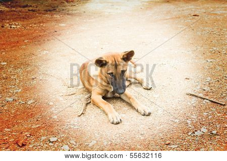 Starving stray dog