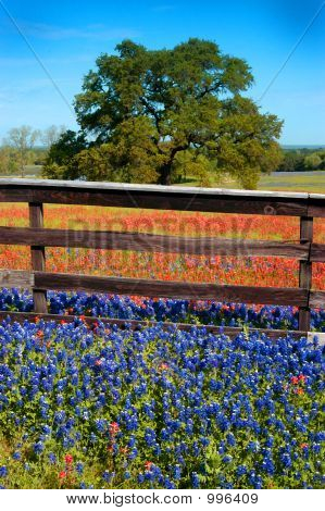 Flowers Fence And Oak 3 