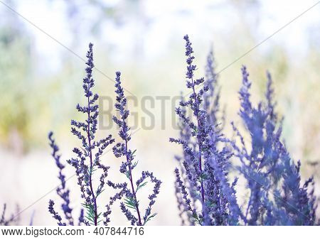 Beautiful purple close up flowers in bright sunlight sun sunrise Nature background wildflowers colors blossoming flower nature garden