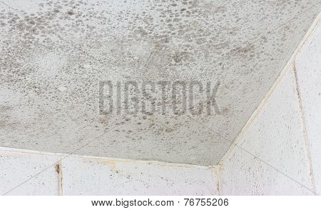 Ceiling Mould Mildew