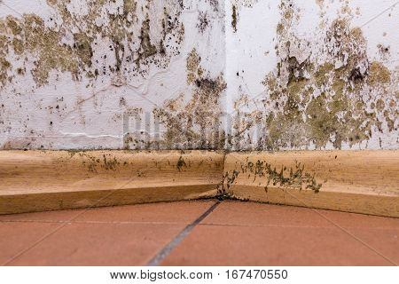 Mold and moisture buildup on corner wall of a house.