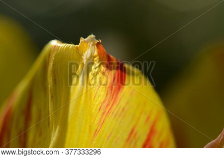 Close-up Tulip Macro Of Pollen Grains Of Red With Yellow Tulip Flower.