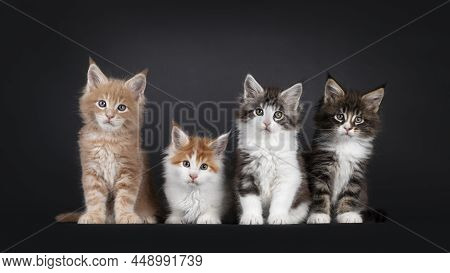 Row Of Four Cute Maine Coon Cat Kittens, Sitting And Laying Beside Each Other. All Looking Towards C