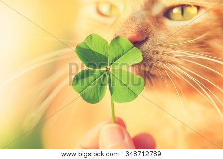 Beautiful orange tabby cat sniffing a lucky four leaf clover. Finding a lucky or special cat concept.