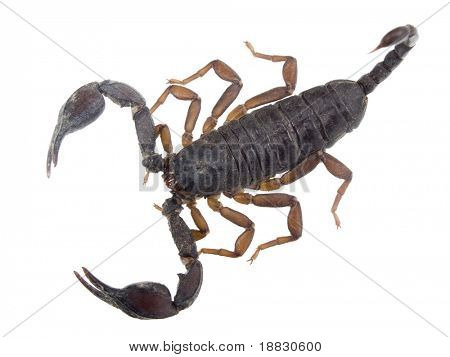 Scorpion