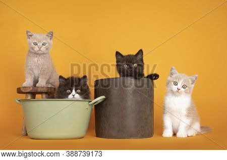 Group Of Four Varied Colors British Longhair And Shorthair Cat Kitten, Sitting In, On And Beside Tub