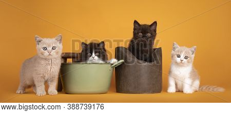 Group Of Four Varied Colors British Longhair And Shorthair Cat Kitten, Sitting In, On And Beside Tub