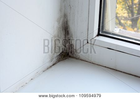 Mold On The Window