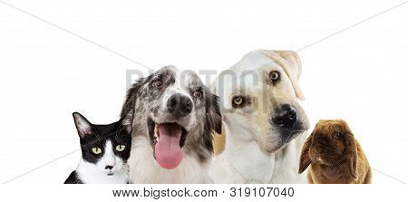 Banner Four Pets. Labrador Retriever Thinking And Tinting Head Side, Little Cat, Rabbit And Happy Bo