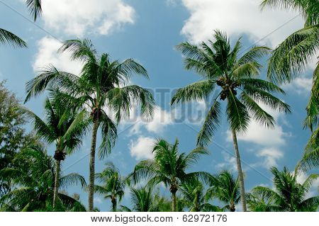 Palm trees