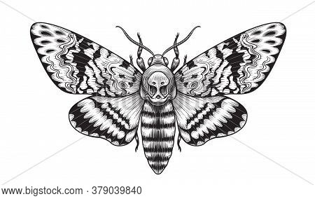 Hand Drawn Acherontia Styx Butterfly Isolated On Blank Background. Vector Monochrome Death's-head Ha