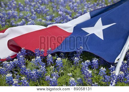 Texas Flag Among Bluebonnet Flowers On Bright Spring Day