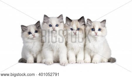 Group Of 4 Ragdoll Cat Kittens, Sitting Beside Each Other On Perfect Row. All Looking Towards Camera