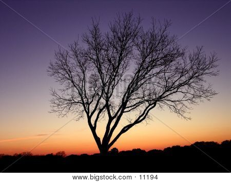 Sunset Branches