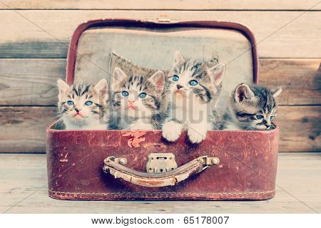 Kittens In Retro Suitcase