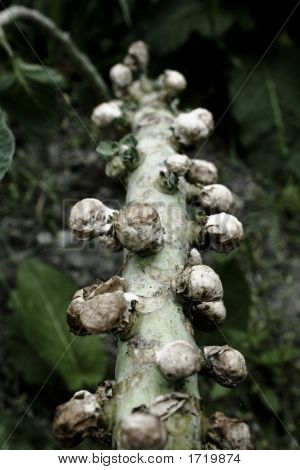 Freaky Brussels Sprouts