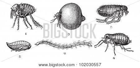 Flea.  1. Penetrating or non-fixed flea set. 2 Common flea. 3 Penetrating or classy flea set. 4 Cat flea 5 Flea (nymph) 6 Cat flea (larvae). Dictionary of words and things - Larive and Fleury - 1895.