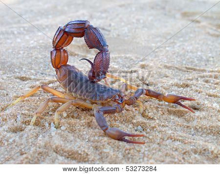 Aggressive scorpion (Parabuthus spp.), Kalahari desert, South Africa