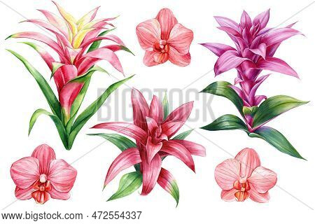 Exotic Flowers. Orchid, Heliconia, Bromelia, Hibiscus And Strelitzia. Botanical Painting, Watercolor