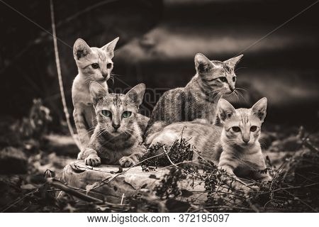 Monochrome - Cat Family Lies In The Middle Of The Forest. Family Group Of Four Fluffy Beautiful Kitt