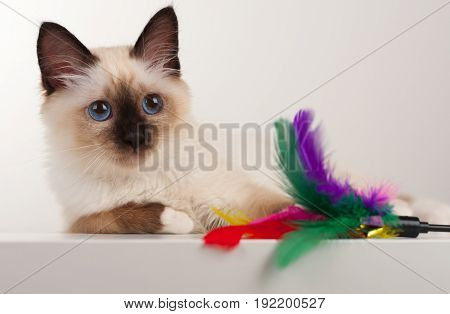 A Seal Point Birman Cat, 4 Month Old Kitten, Male.