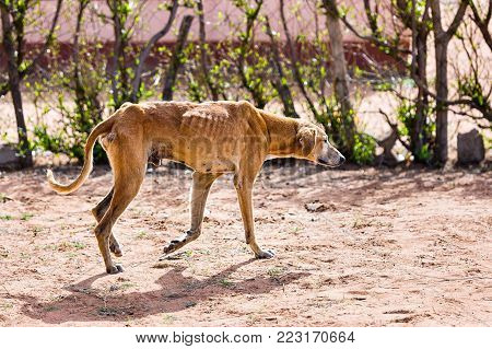 starving dog wounded and infested with fleas and ticks, animal cruelty