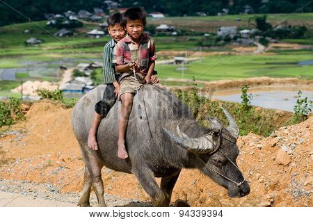 Two H'mong Ethnic Minority boys ride buffalo in MuCangChai, Vietnam