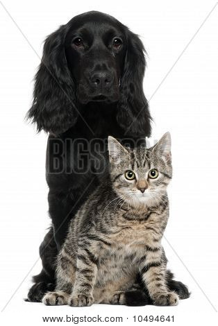 COCKER Spaniel og europæiske kat, 5 og 4 år gamle, sidder foran hvid baggrund