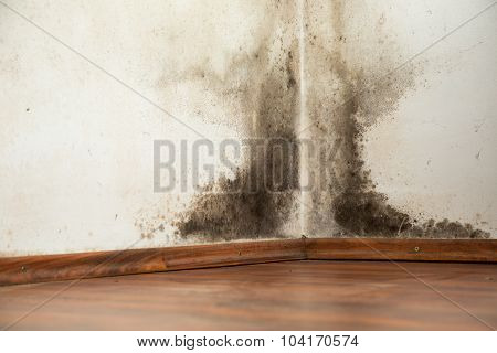 Black Mould