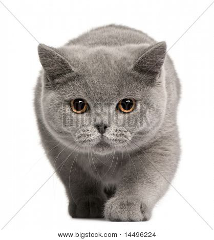 British Shorthair killing, 4 måneder gammel, foran hvid baggrund