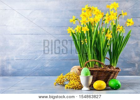 Easter holiday card with eggs yellow spring flower narcissus in wicker basket copyspace on blue wooden board and branch mimosa