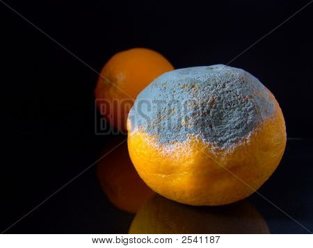 Mouldy Orange