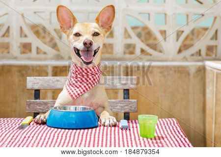 Dog Eating A The Table With Food Bowl