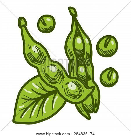 Green Eco Soybean Vector & Photo (Free Trial) | Bigstock