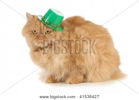 St. Patricks Day kat ser på beskueren isoleret på hvid baggrund