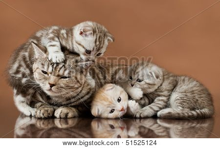 Kittens