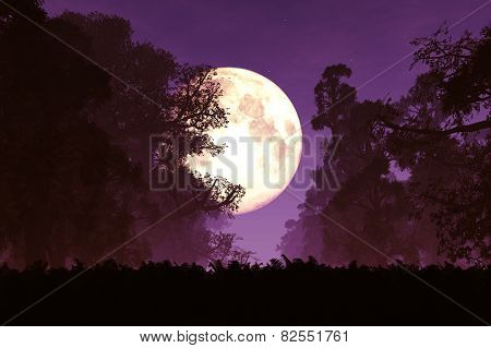 Mysterious Deep Forest at Night in the Moonlight