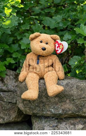 WREXHAM, UK - MAY 31, 2015: Collectible Ty Beanie Baby, Fuzz the bear. Birth date July 23 1998, retired December 23 1999. Sat on a stone wall with Gooseberry bush background. With heart shaped tag.