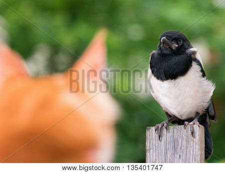 Cat hunted a bird. Domestic red Maine Coon kitten, 4 months old, hunted a nestling of magpie. 