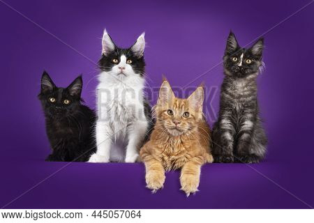 Row Of 4 Maine Coon Cat Kittens, Laying Down And Sitting Up Beside Each Other. Looking Towards Camer