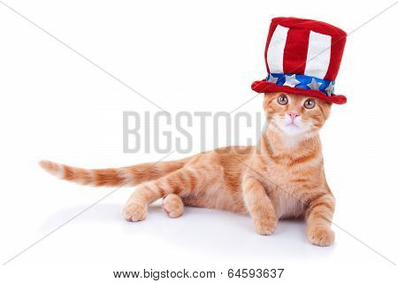 Patriotic Cat