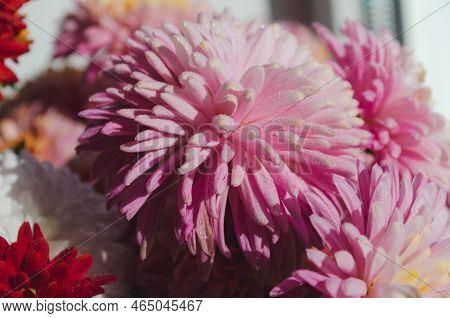 A Close Up Photo Of A Bunch Of Dark Pink Chrysanthemum Flowers With Yellow Centers And White Tips On